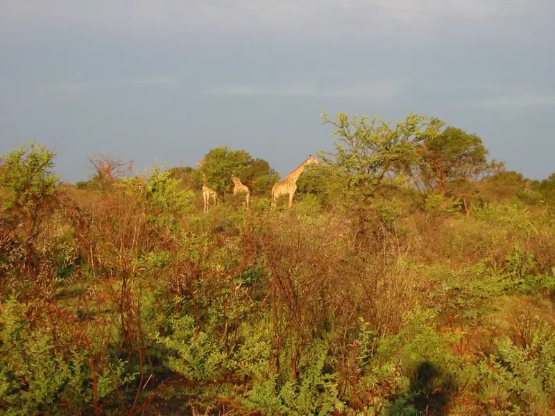 Troop Camp to Mafikeng 2002, photo 5