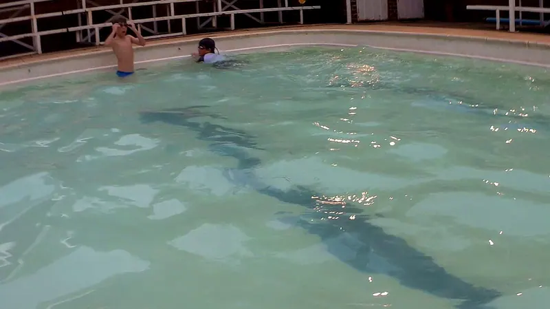 Swimming Evening 2020, photo 46