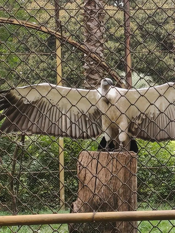 Outing to Pretoria Zoo, photo 5